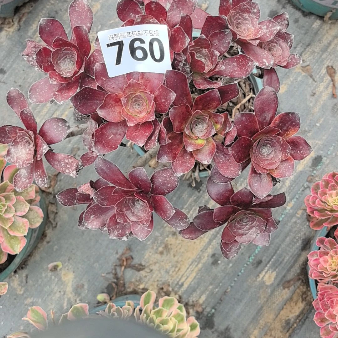 760巫毒朵朵2-13花花