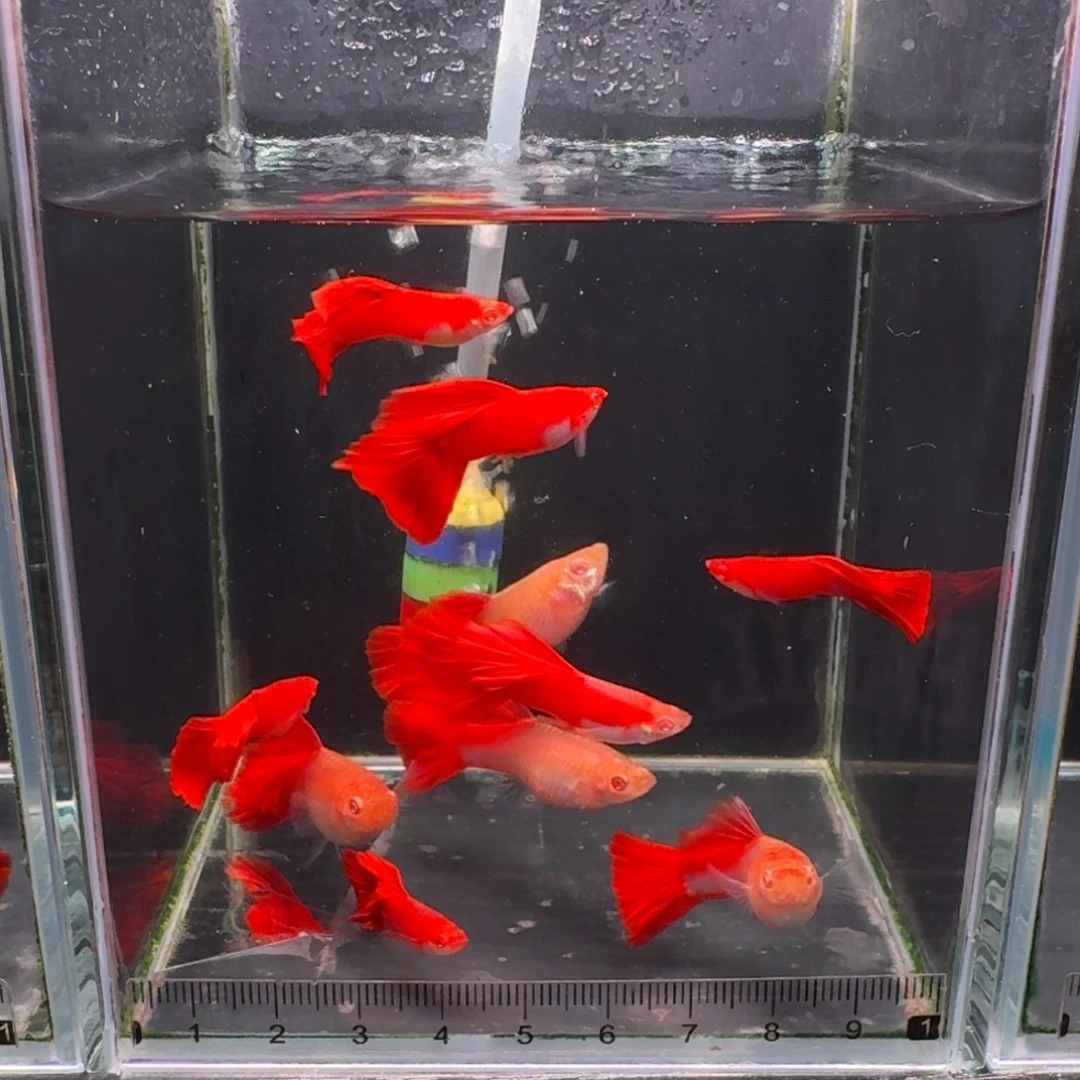 孔雀鱼清缸福利台系血红8条➕2条备损