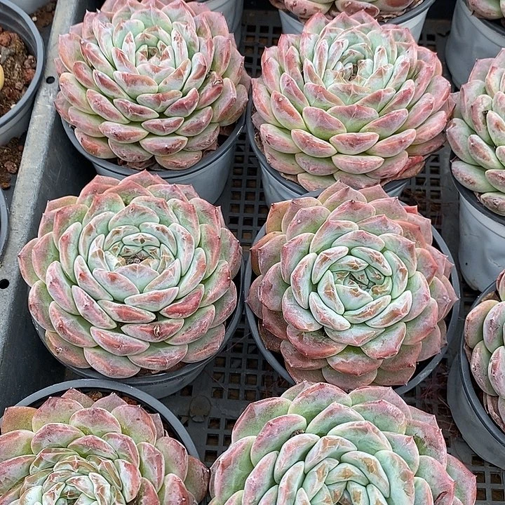 团。冰魄。福利多多