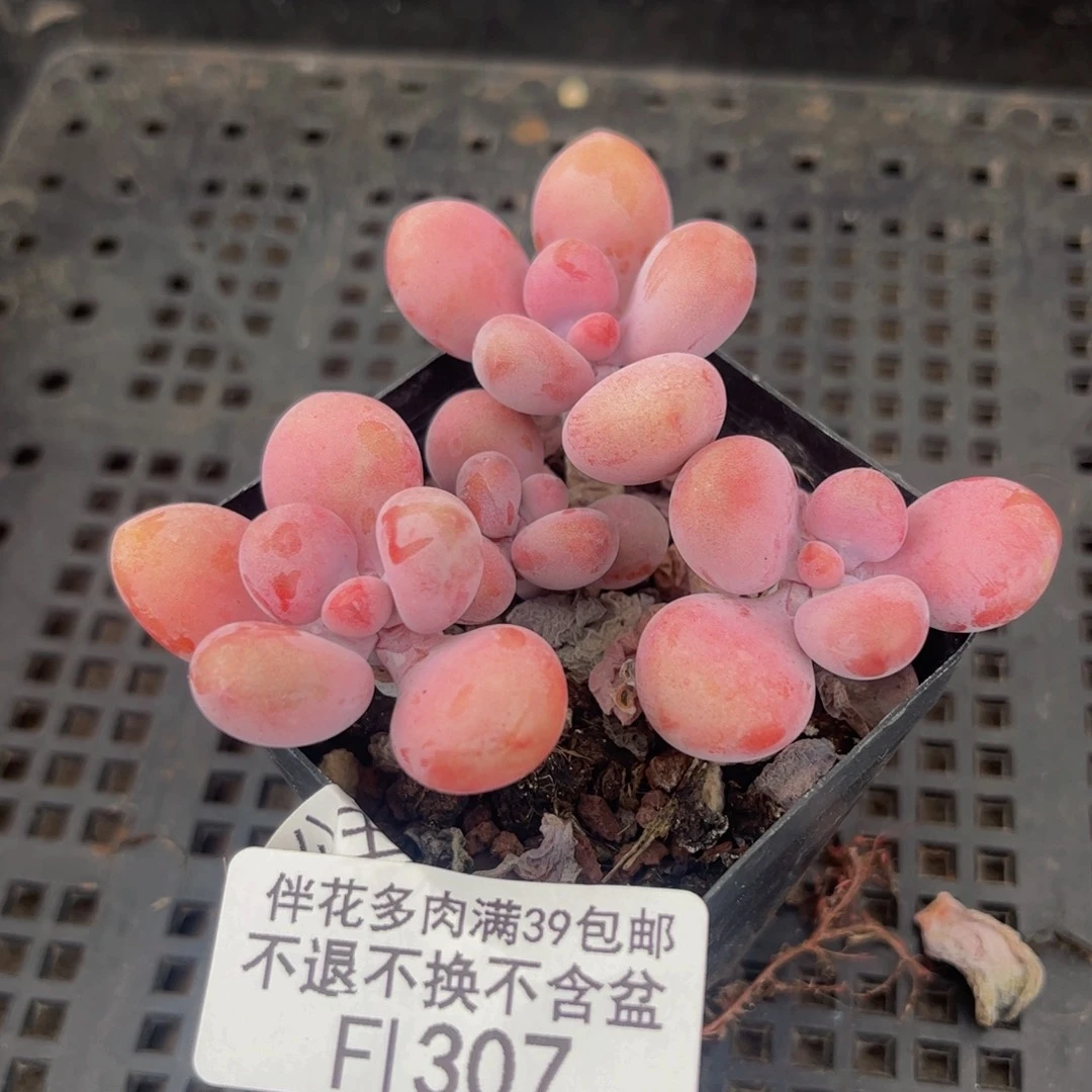 307-腰子桃蛋多肉4cm