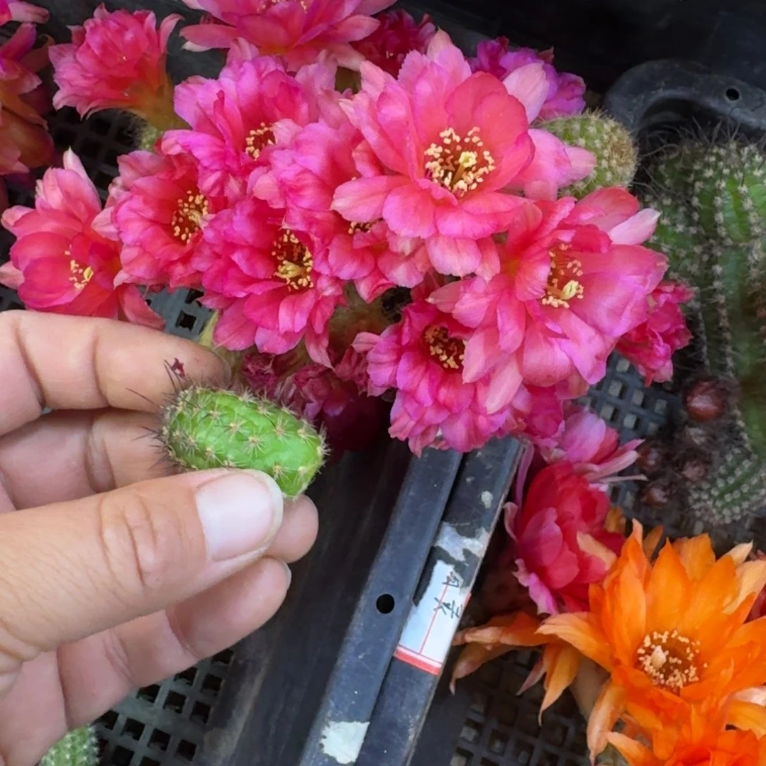 522白檀1无根侧牙小一个，20包邮