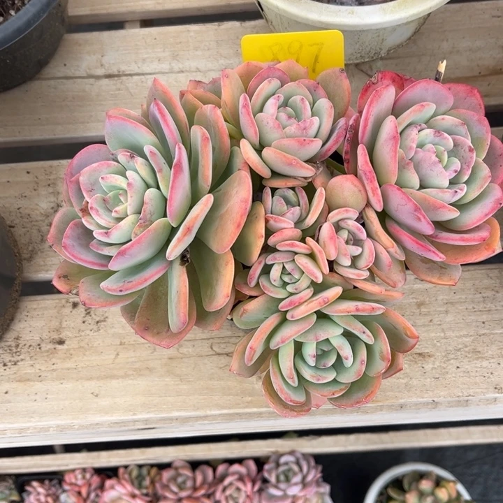白月光多肉植物8 9 7