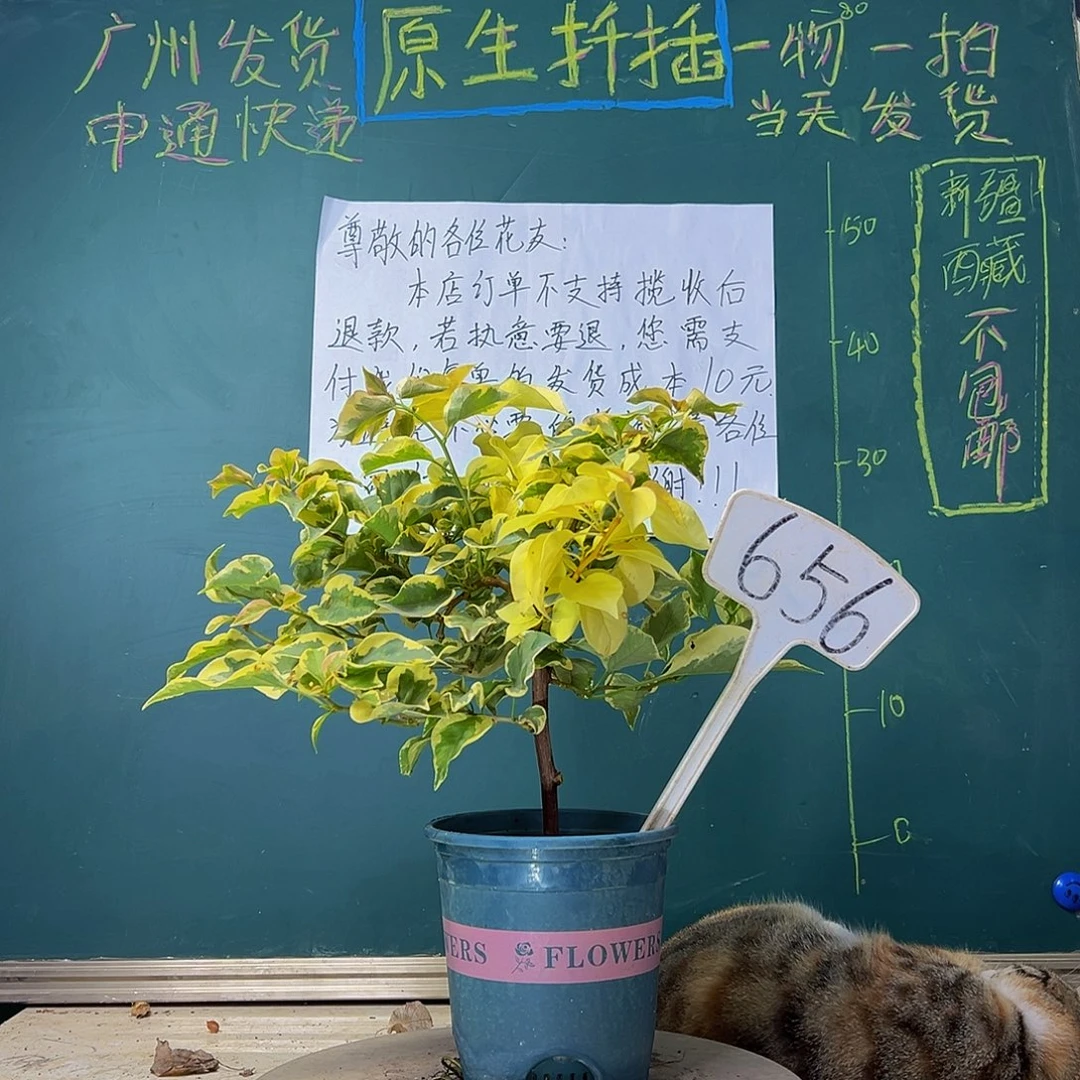 当前无花栽培后可以开花 福利 橙冰  656