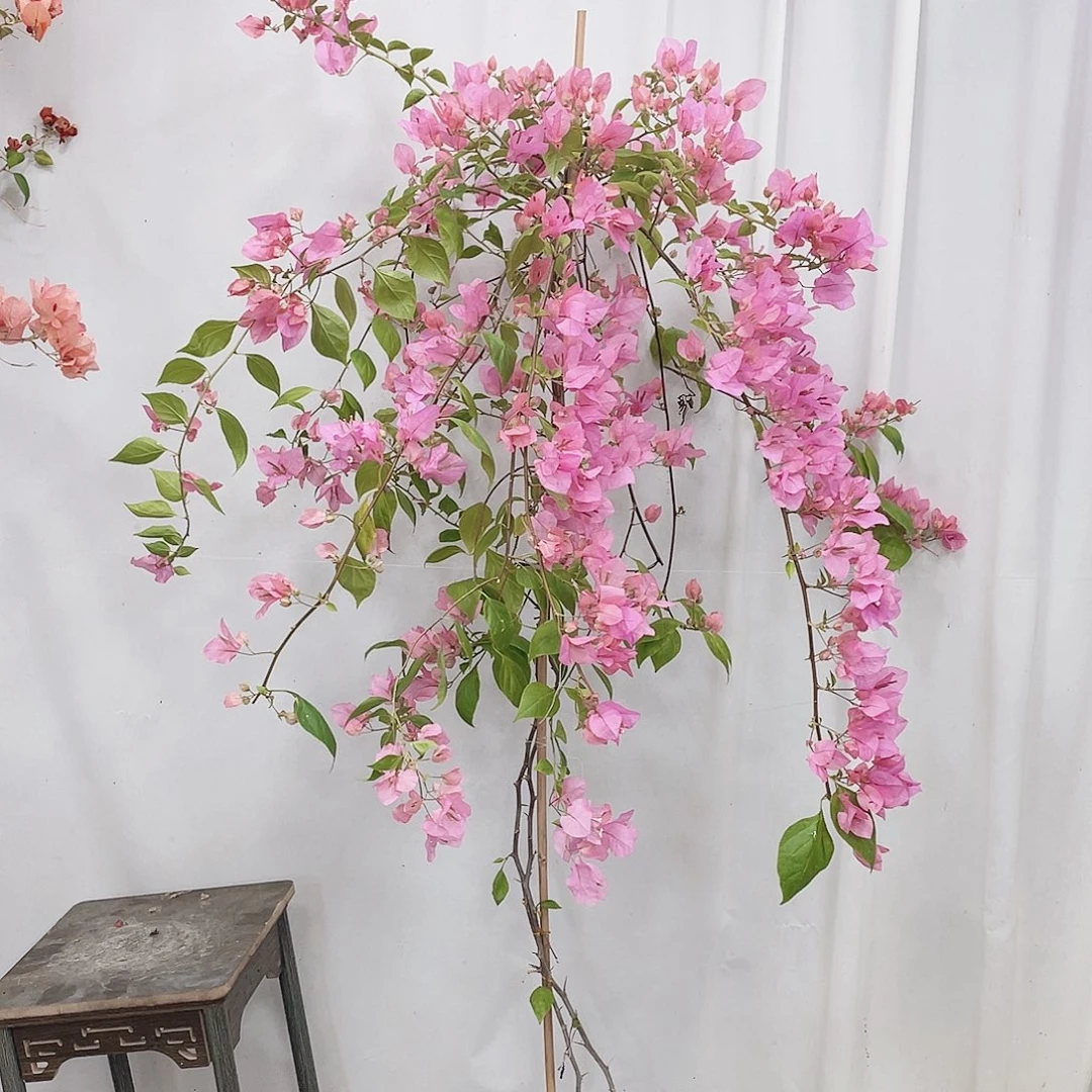 完全开放橙粉公主