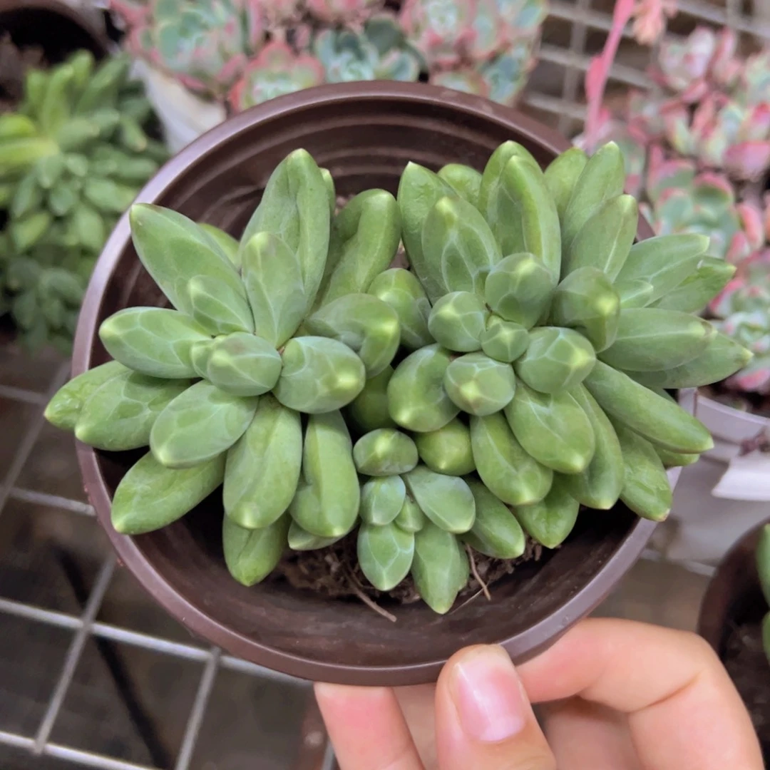 千代田之松双头起发