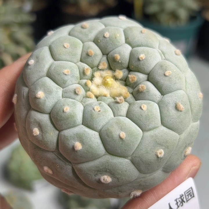 474可节后发货 可帮发根