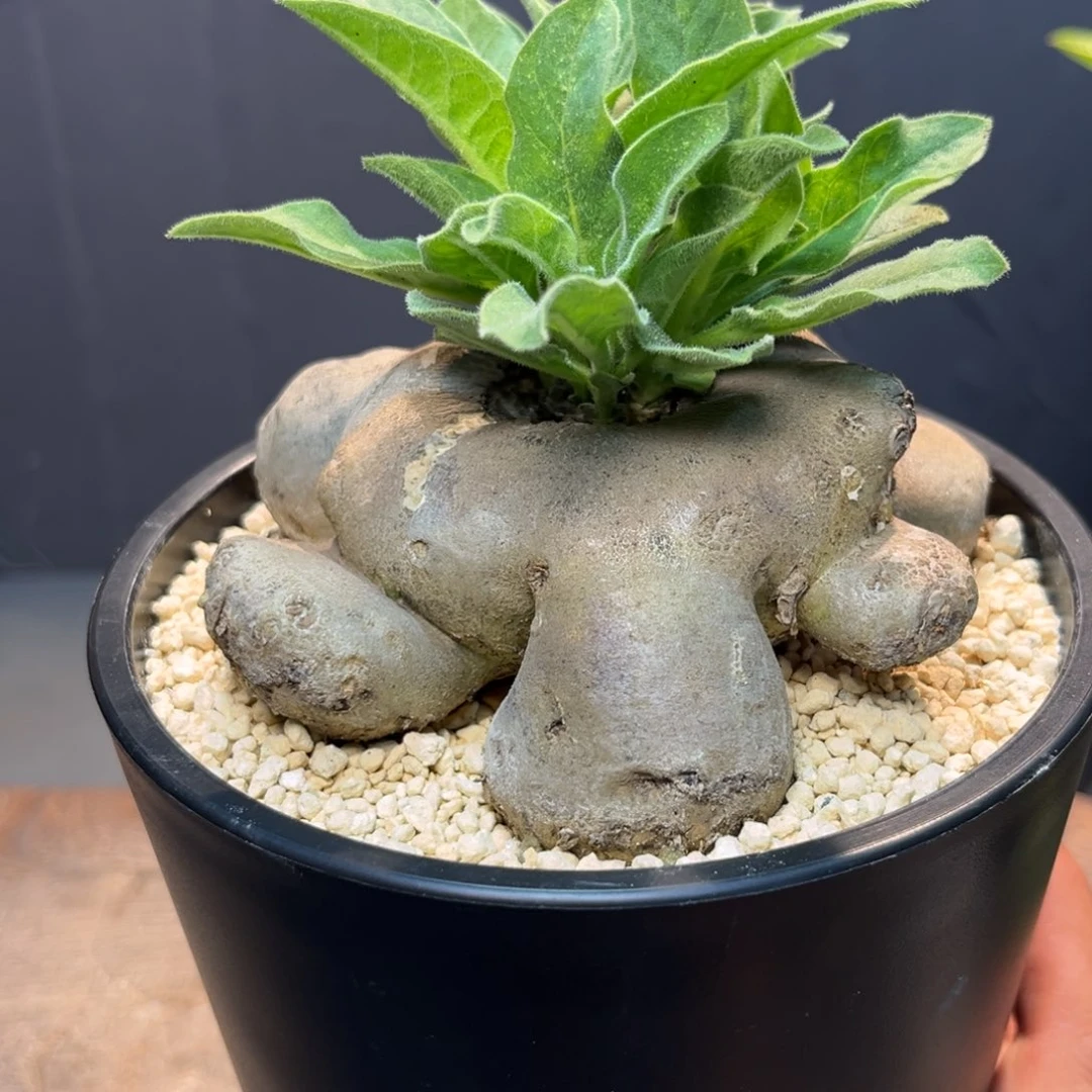 龙卵窟ZZzzzzzzzzzzzzzz