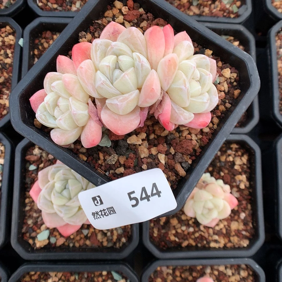 544冰玉多肉植物666