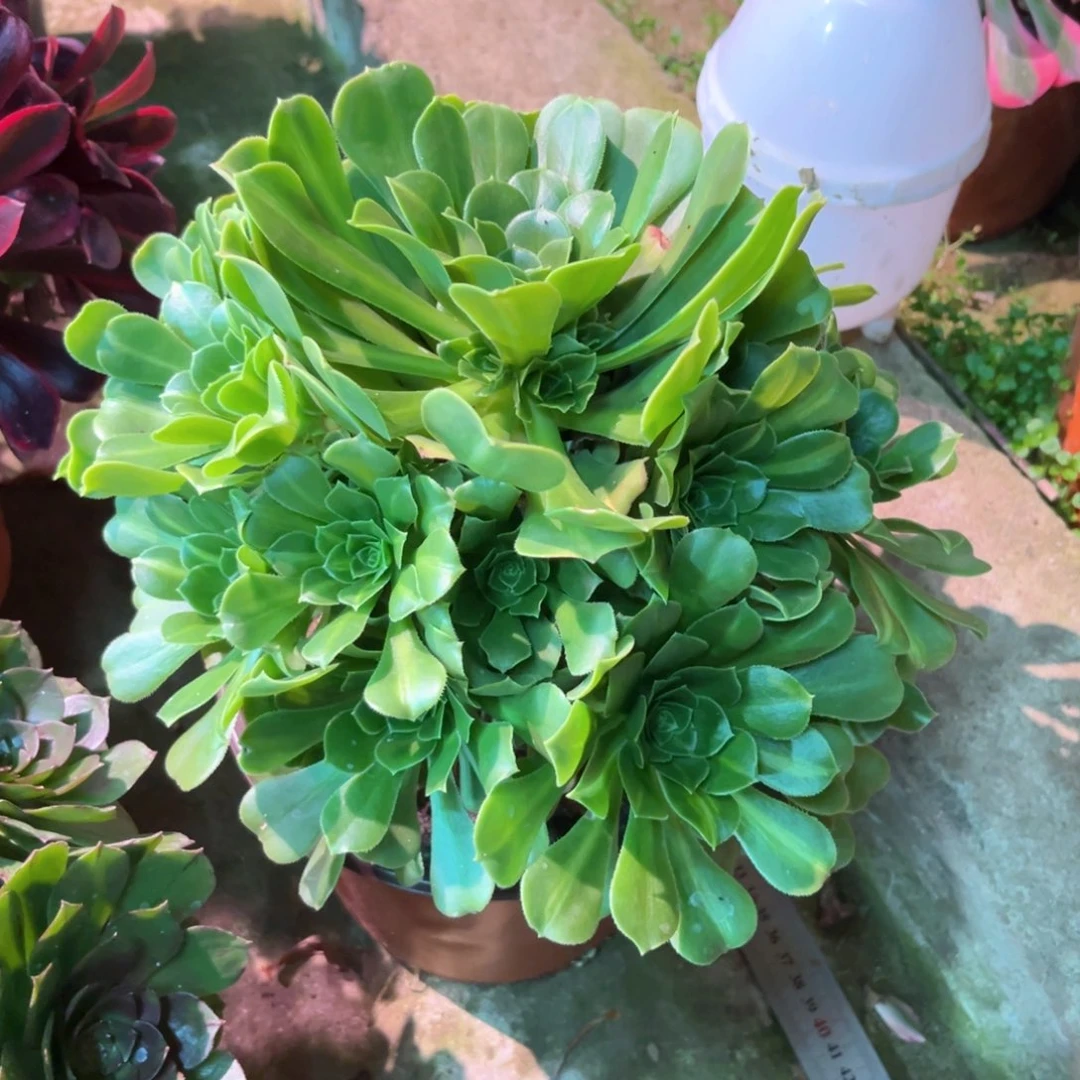 多肉植物绿羊绒530