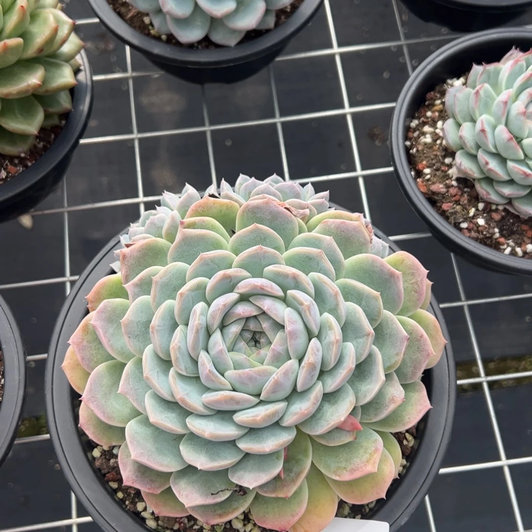 霖*月9500肉肉肉肉肉肉