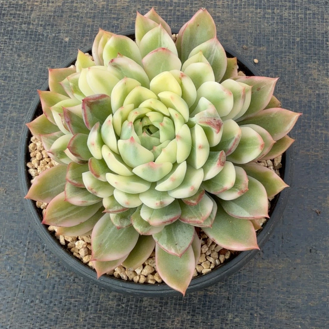 苍翠锦花脸锦上园艺一物一拍