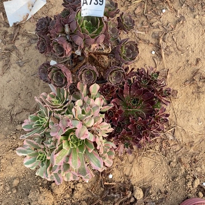完全开放739组合套餐多肉植物