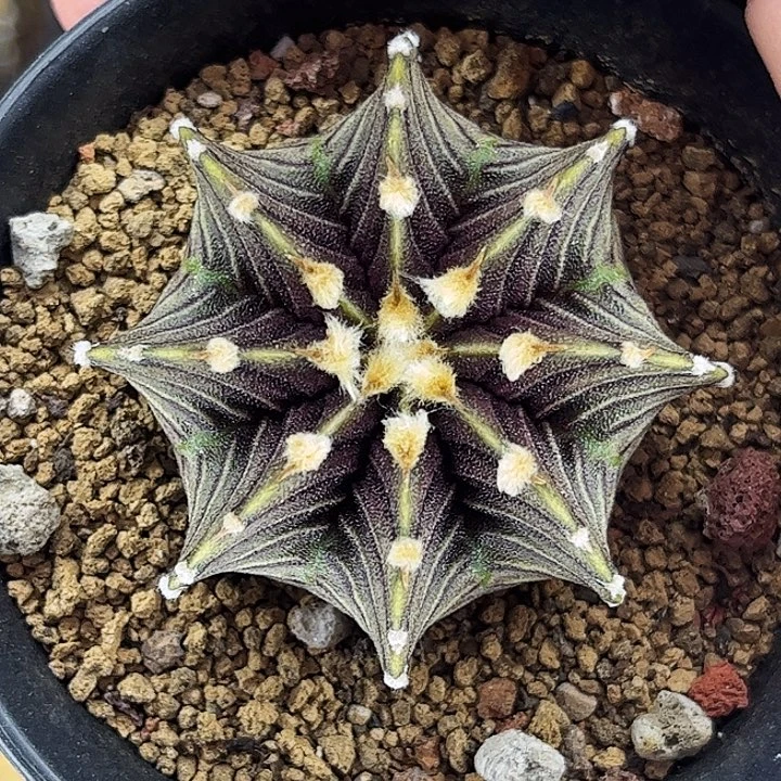 泰系黑肋骨1241一物一拍