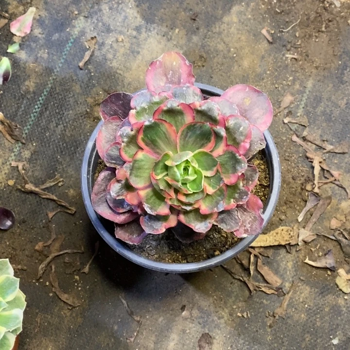 纳福多肉断头不包501