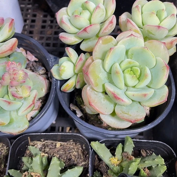 90盆香草群带盆土发