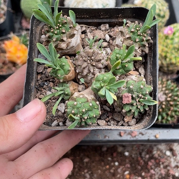 179峨眉山仙人球植物