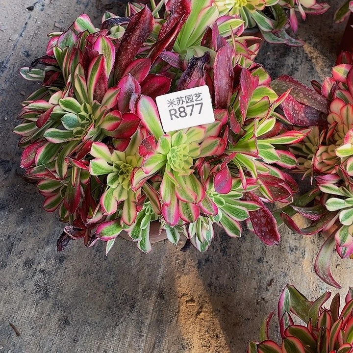 877多肉植物的生长