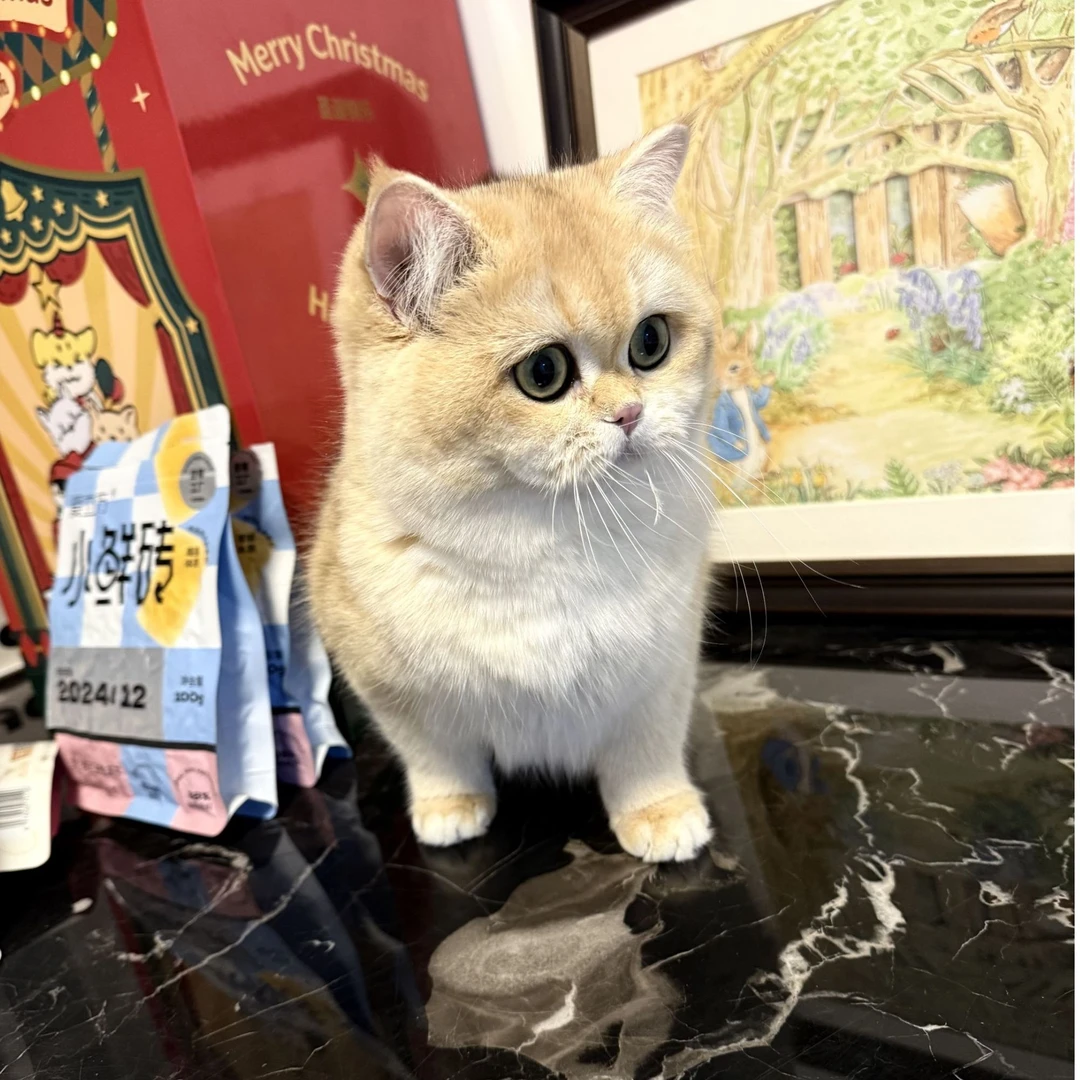 金渐层蓝金渐层金点蓝金点宠物猫