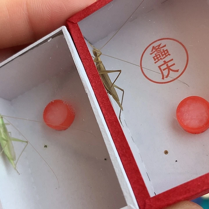 柬埔寨竹蛉一只➕青竹蛉一只