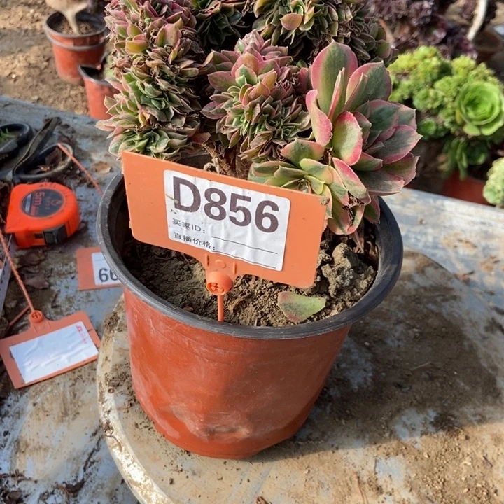 赵***赵D856粉女巫粉女巫