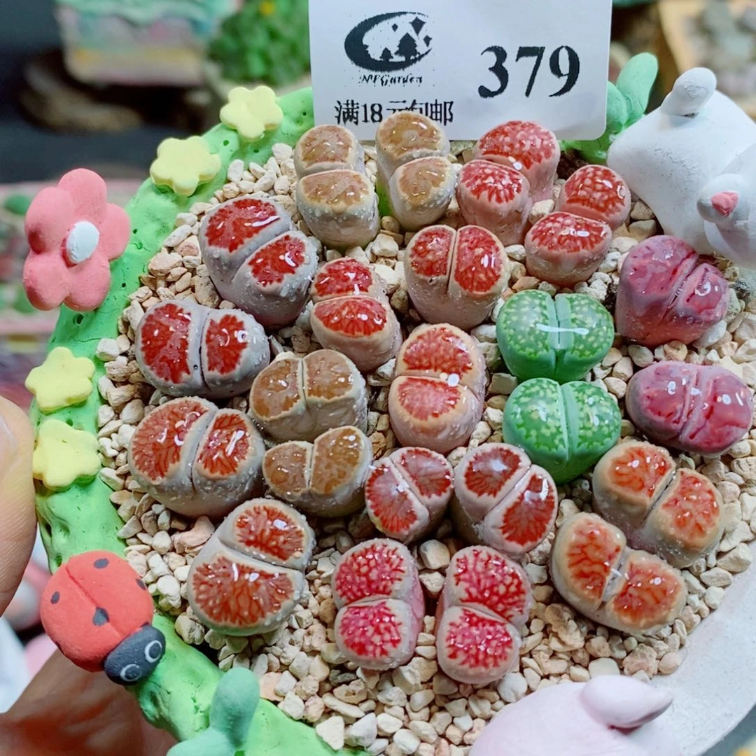 生石花花花花花花花379