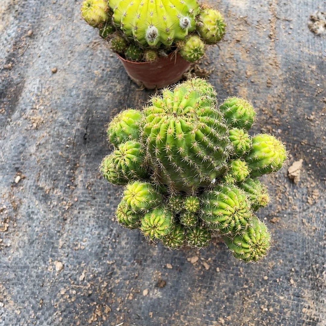 心**喜丽花两盆38块钱