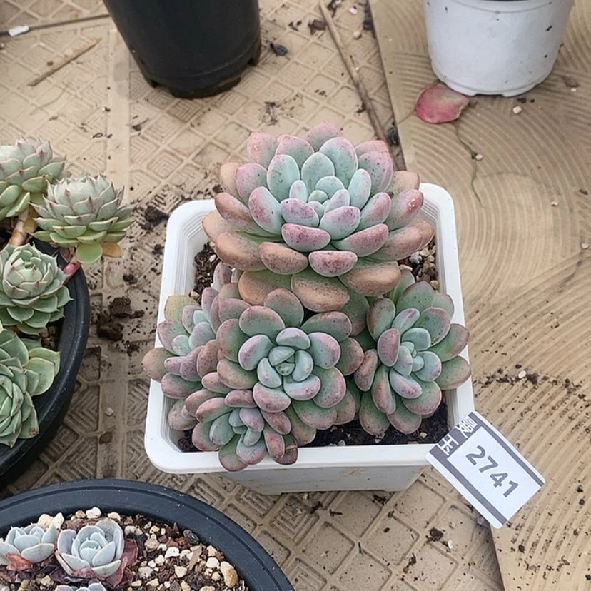 【闪购商品】白鹭2741