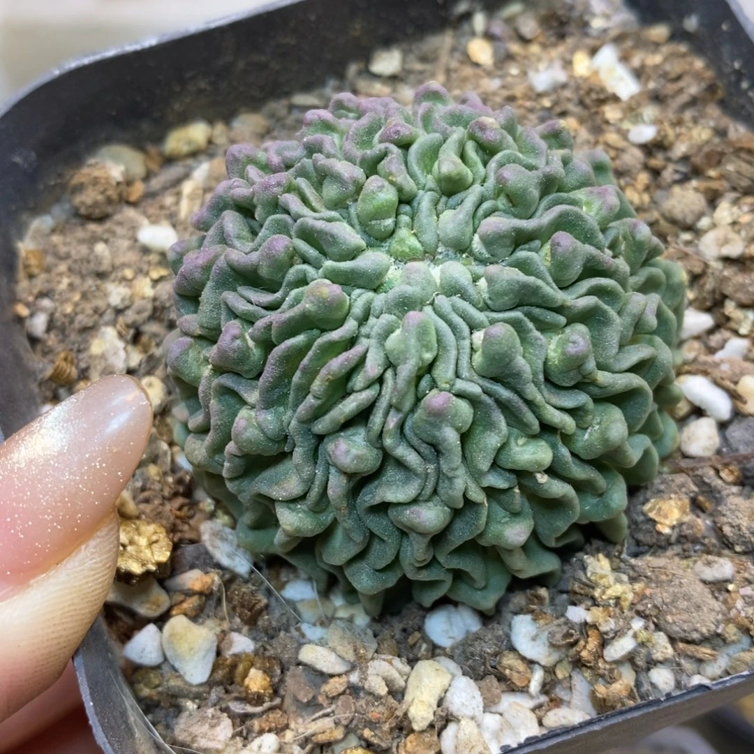 36号 自根蝌蚪球4.7公分带盆土