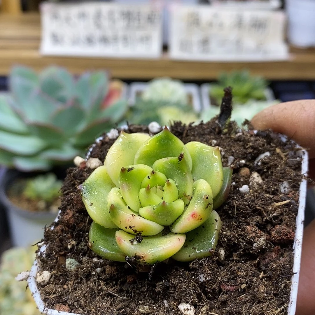 3060 不知名季节锦