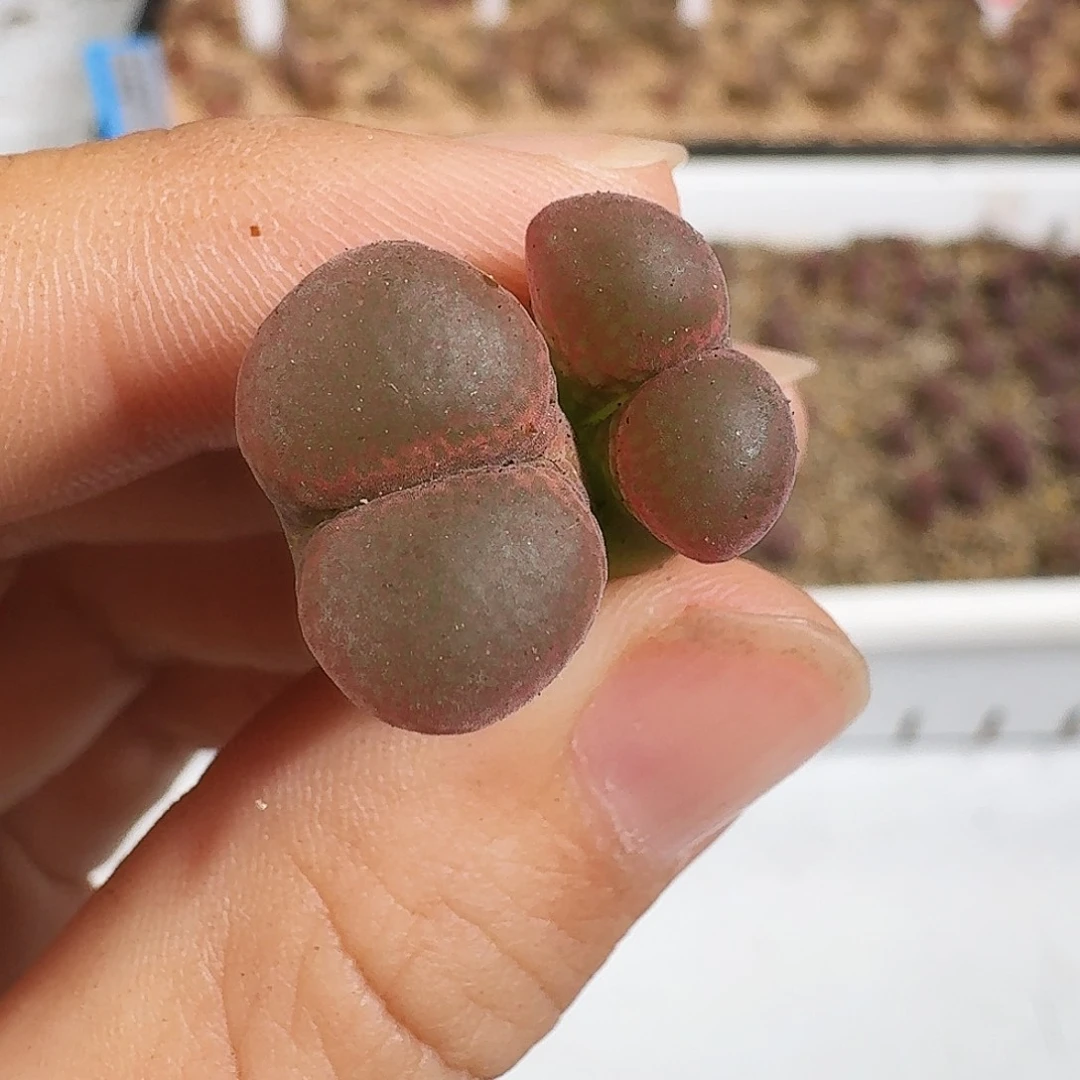 多肉植物福利风铃257