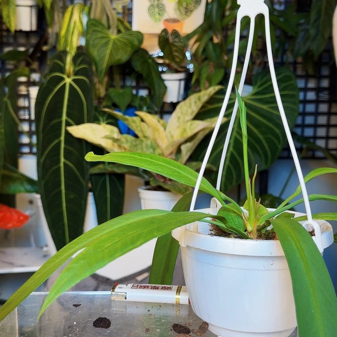 完全开放W95V塔领带