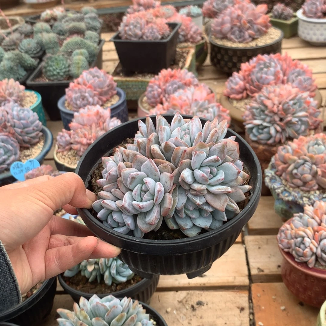 无花朵无砍10头花花花花花花花花