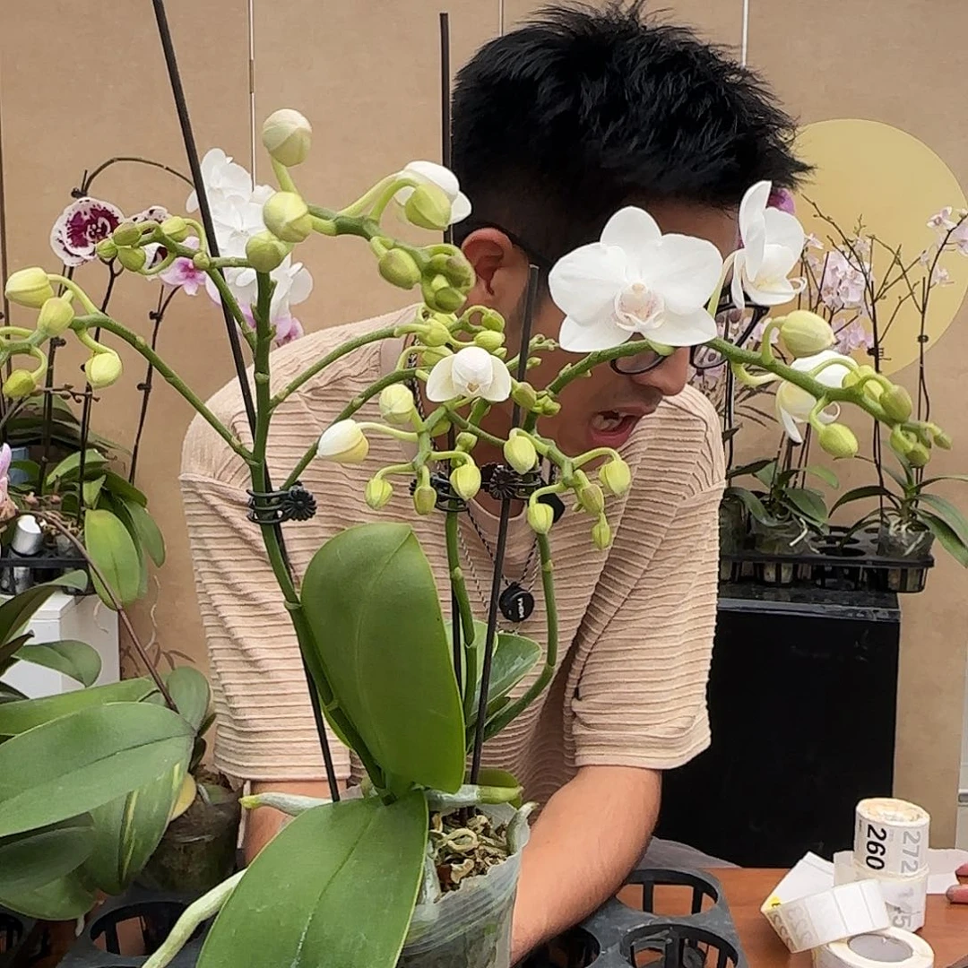 完全开放单棵小白花/随机发/包丰花