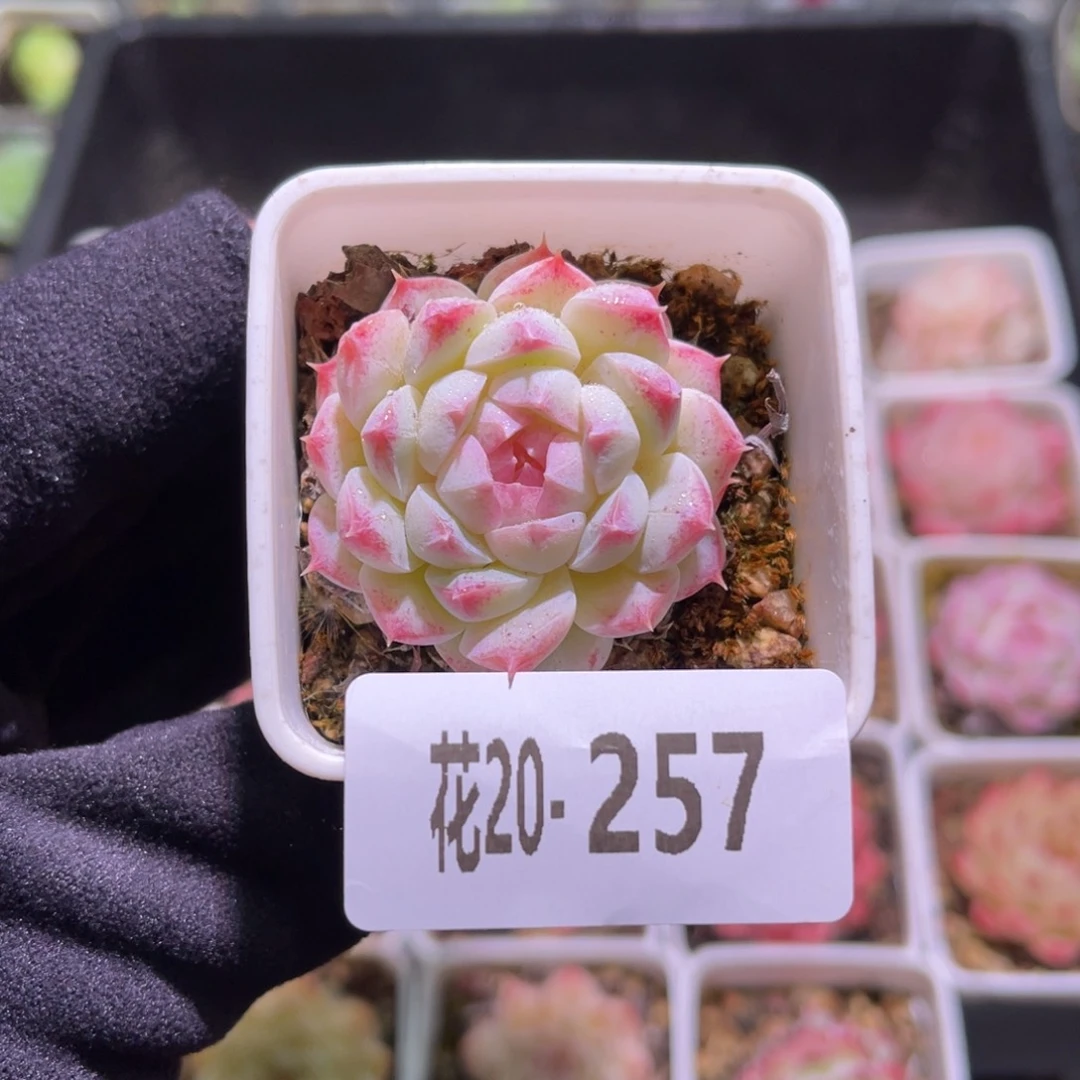 花利美20-257海王