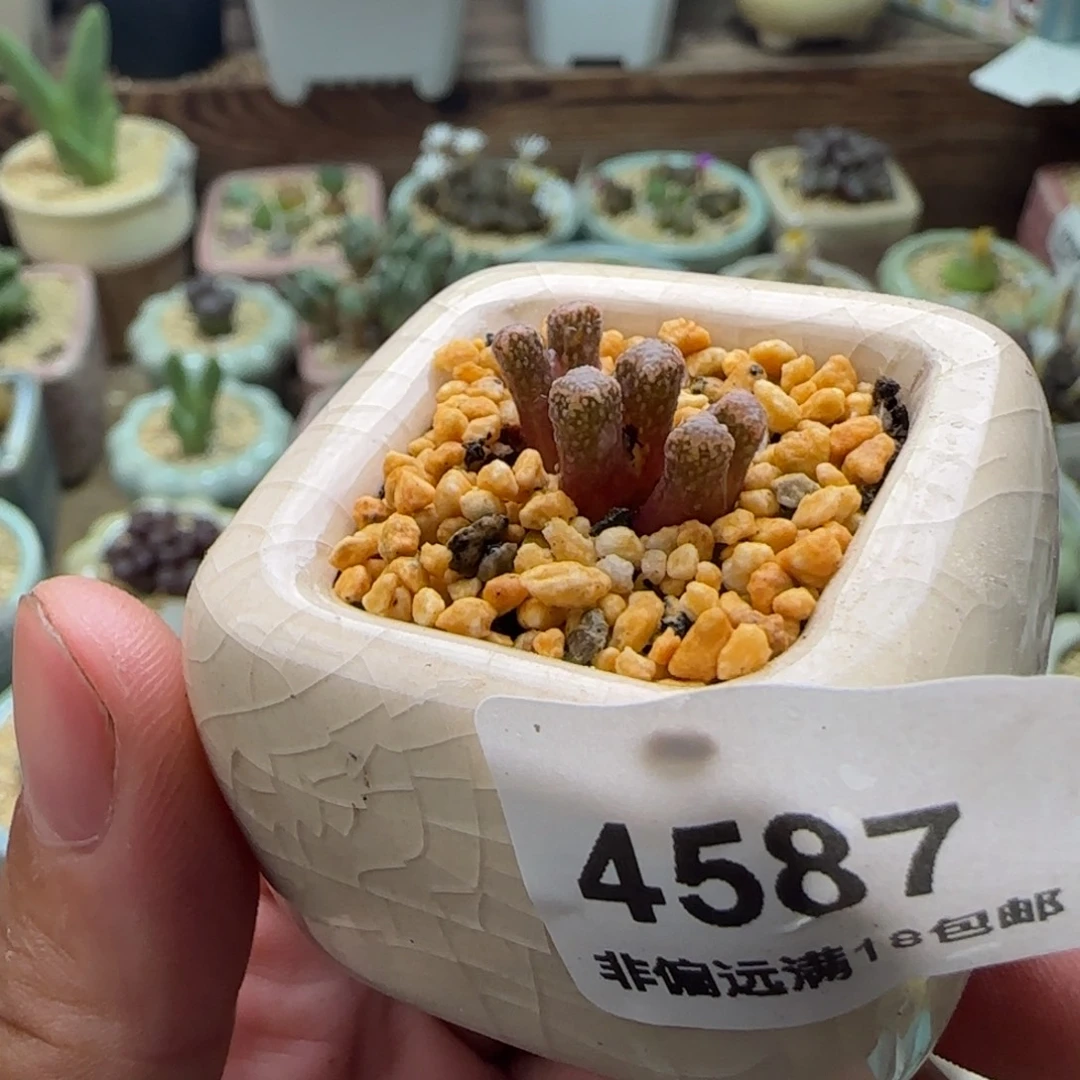 4587--一物一拍 带盆 红火柴