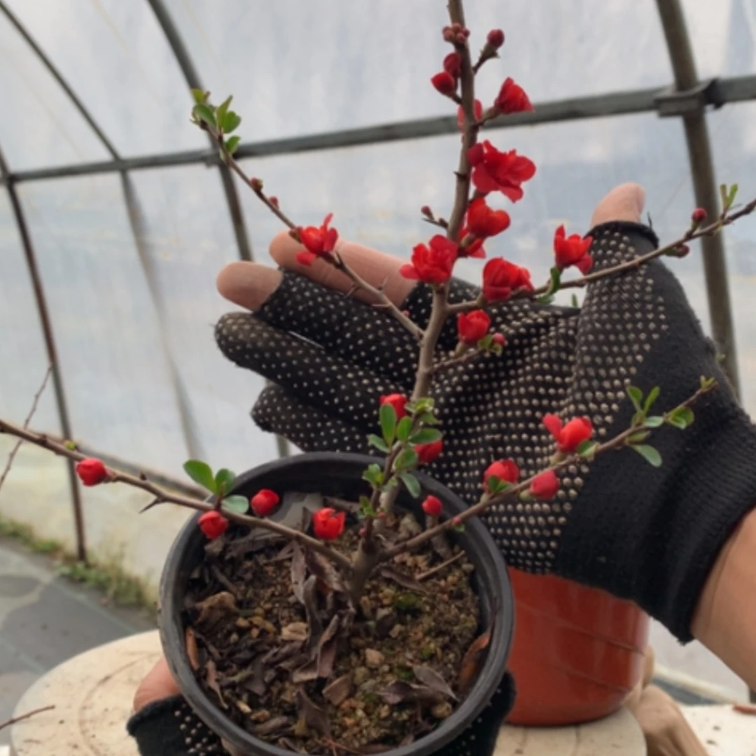 【闪购商品】一原生