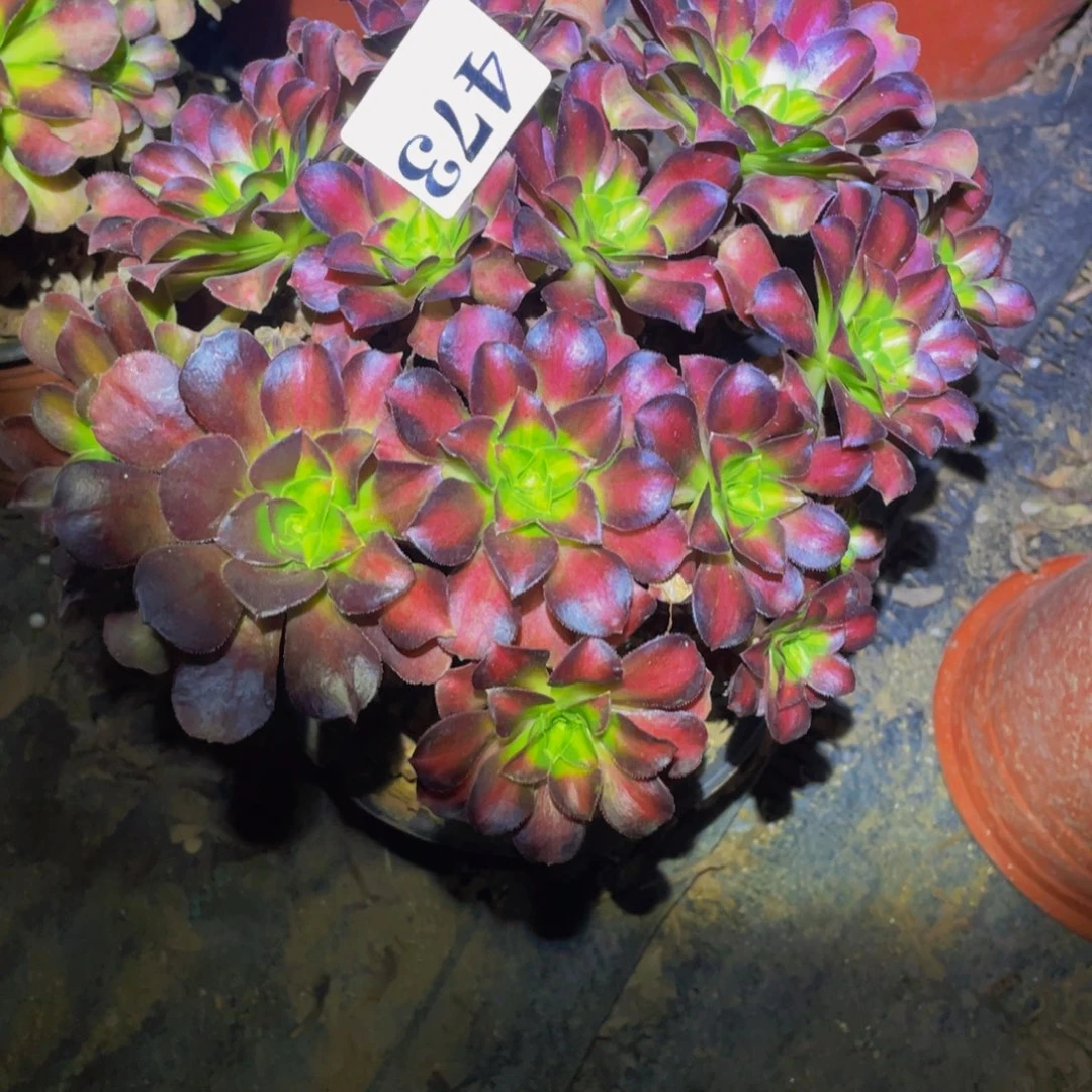 473黑体韶华多肉植物