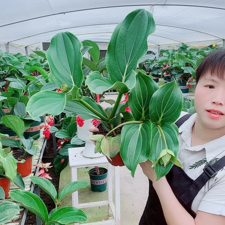 缘宝莲灯开花开花