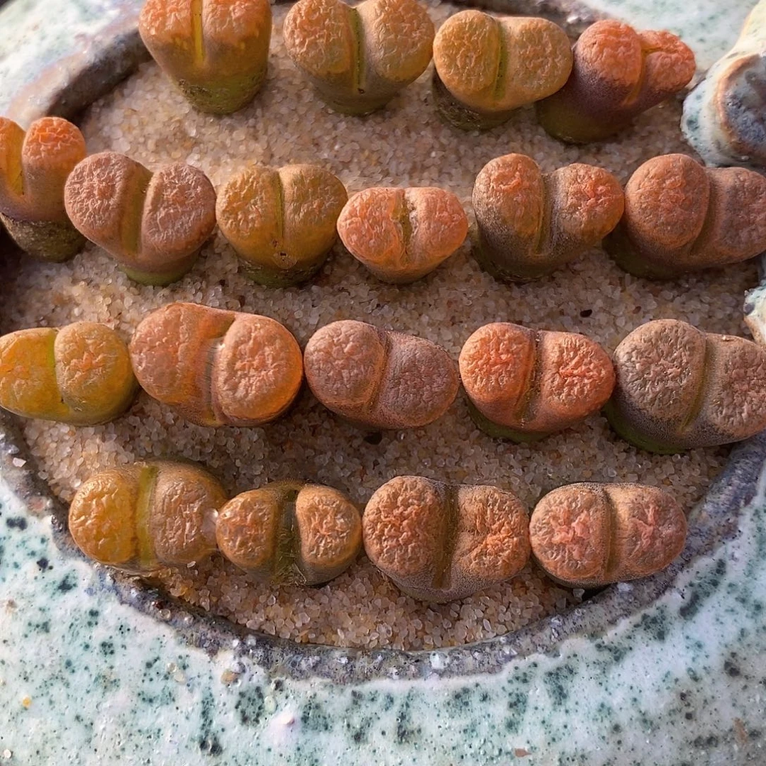 2928超级蛋糕风铃一组