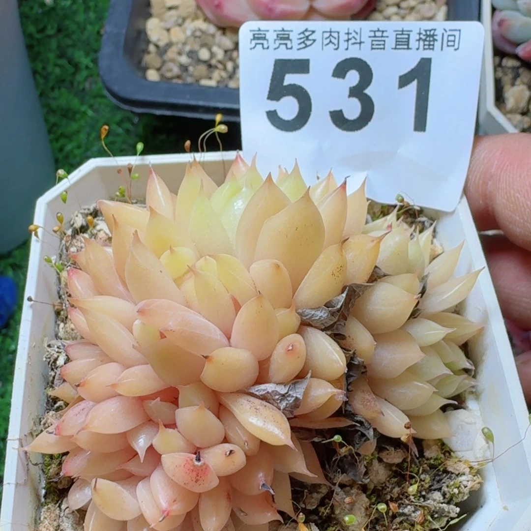 麦秆缀化         多肉植物