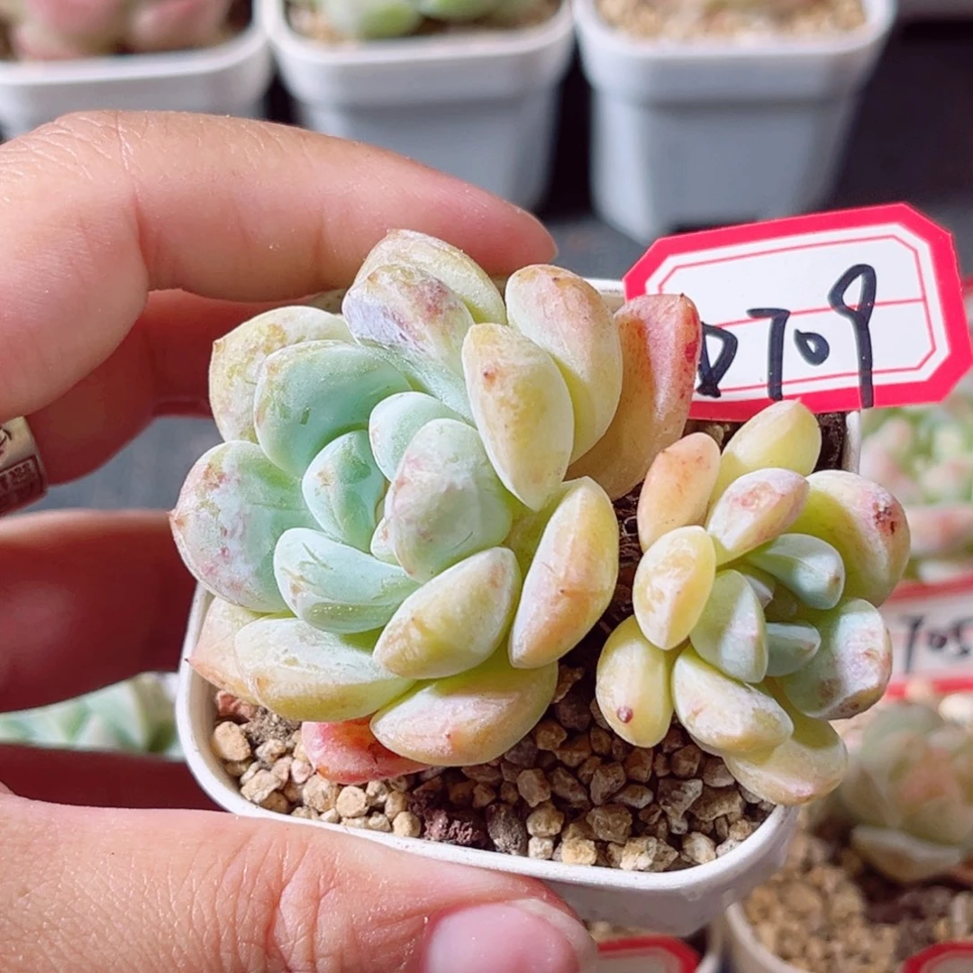 D709 一物一拍 18包邮