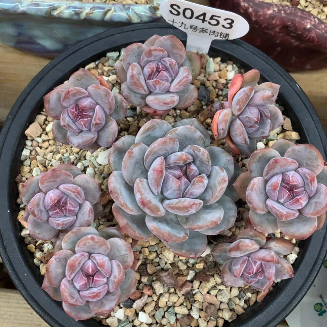 S453 石榴籽 自然群无砍