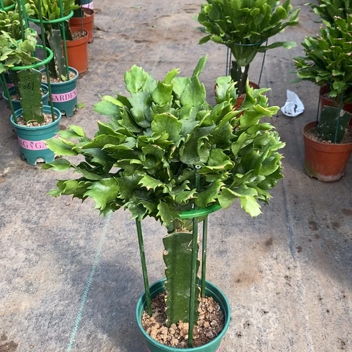 当前无花栽培后可以开花801嫁接073