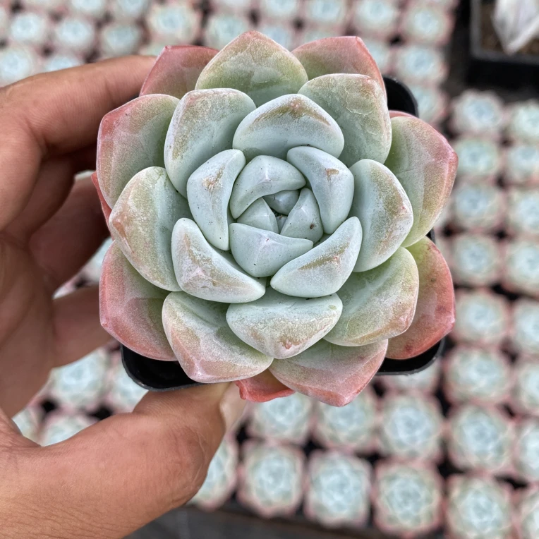 精品冰玉多肉7方杯带土球发货