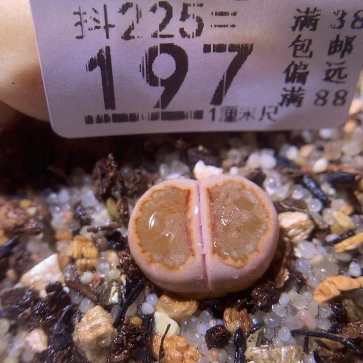 精品生石花225.197晕染
