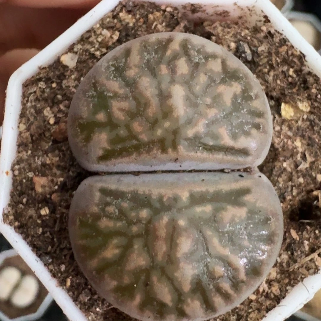 生石花1111。 3公分半。  265