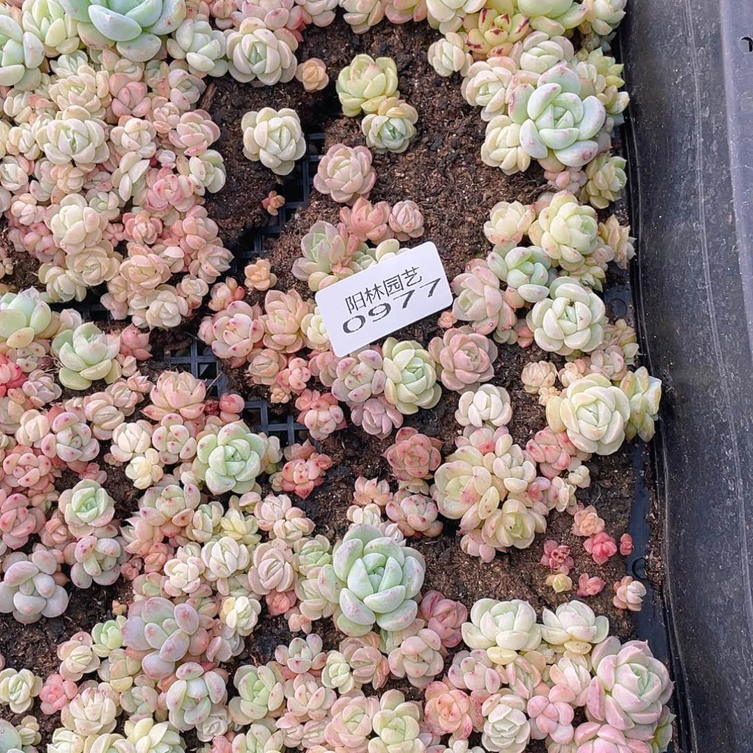 。***鹿多肉植物多肉植物977