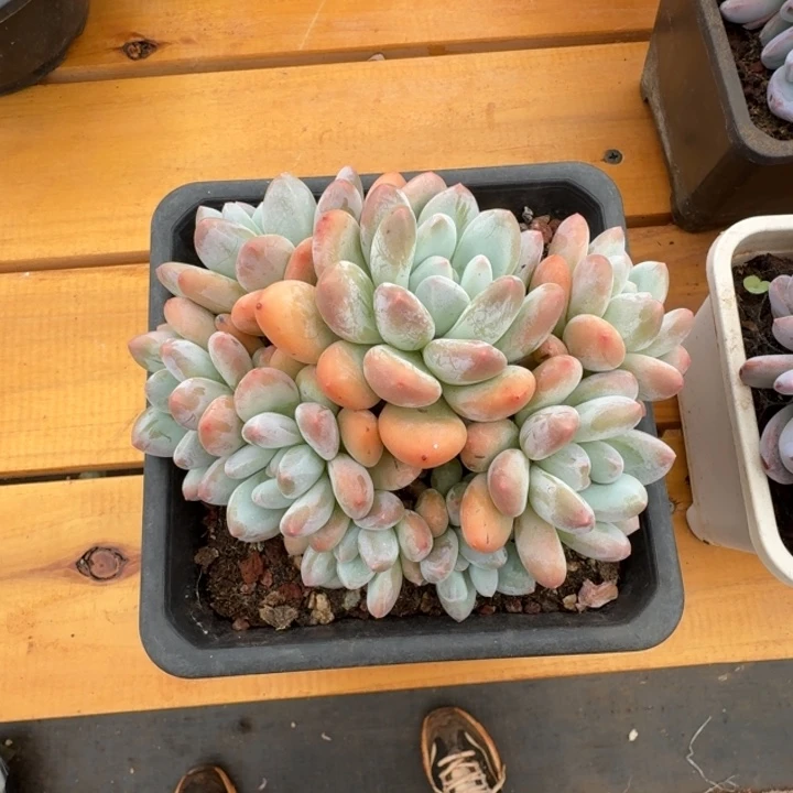 八头老桩香水无砍