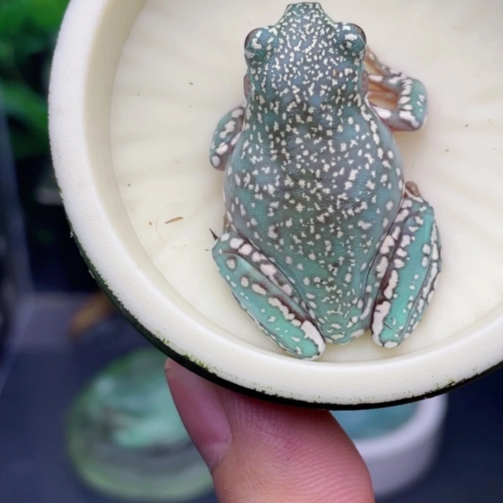 老爷树蛙2号顶级暴雪蓝