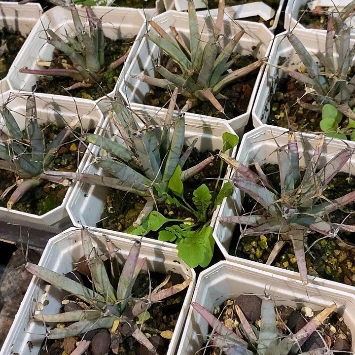 完美主义者勿拍光山